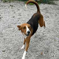 Thumbnail photo of Electra #3