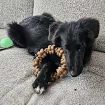 Thumbnail photo of Zeke #4