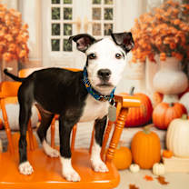 Thumbnail photo of Rhumba #1