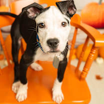 Thumbnail photo of Rhumba #2