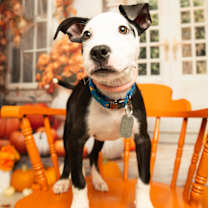 Thumbnail photo of Rhumba #3