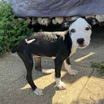 Thumbnail photo of Rhumba #4