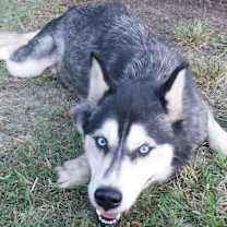 Thumbnail photo of Misty #1