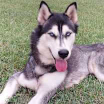 Thumbnail photo of Misty #3