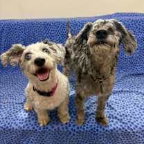 adopt-pet