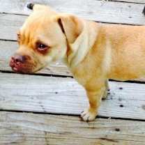 Thumbnail photo of Hamilton #2