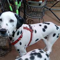 Thumbnail photo of Cooper #2