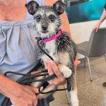 adopt-pet