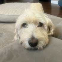 adopt-pet