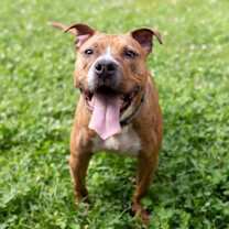 Thumbnail photo of Raphael #4