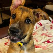 adopt-pet
