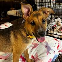 adopt-pet