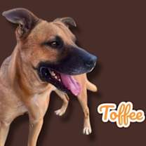 adopt-pet