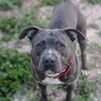 Thumbnail photo of Rico 25-3669 #4