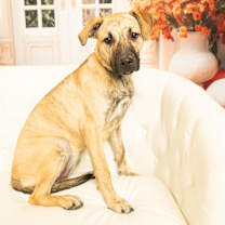 Thumbnail photo of Serena Joy #1