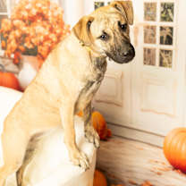 Thumbnail photo of Serena Joy #3