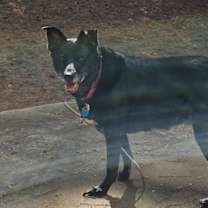 Thumbnail photo of Candi #2