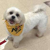 Thumbnail photo of Ralphie #2