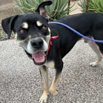 adopt-pet