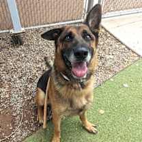 adopt-pet