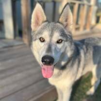 Thumbnail photo of Ava #3