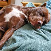 Thumbnail photo of Rigatoni #2