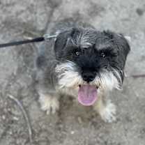 Thumbnail photo of OAKLEY #3