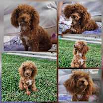 Thumbnail photo of Ayla #2