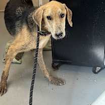 Thumbnail photo of Ajaxx #2