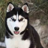 Thumbnail photo of Kiki #1