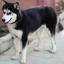 Thumbnail photo of Kiki #2