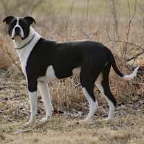 Thumbnail photo of Jangers #1