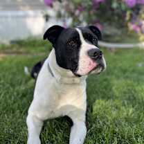 Thumbnail photo of Jangers #2