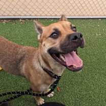 adopt-pet