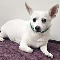 adopt-pet