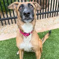 adopt-pet