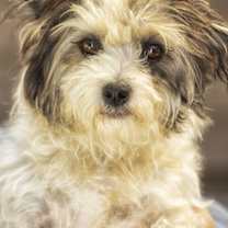 Thumbnail photo of Nac's Mei Mei TX #4