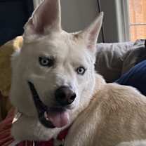 Thumbnail photo of Angelo #2