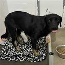 adopt-pet
