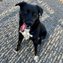 Thumbnail photo of Riley #1