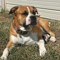 Thumbnail photo of Lucky #4