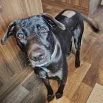 Thumbnail photo of Realango #2