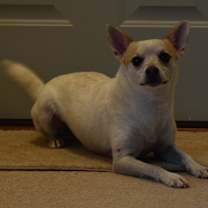 Thumbnail photo of Link #4