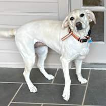 Thumbnail photo of Bailey #2