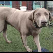 Thumbnail photo of Meeko #3