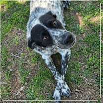 adopt-pet
