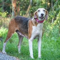 Thumbnail photo of Buttercup @ Foster #3