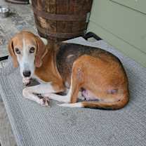 Thumbnail photo of Buttercup @ Foster #4