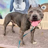 Thumbnail photo of Butternut #2