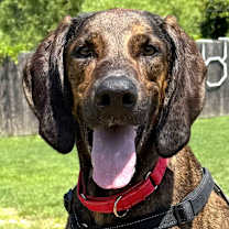 Thumbnail photo of Bubba #1